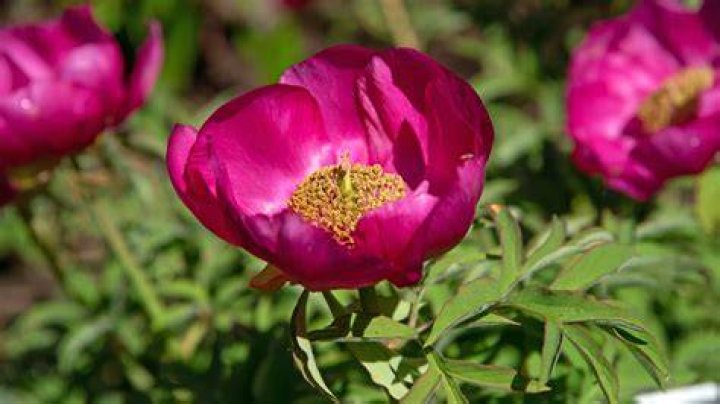 Will peonies multiply