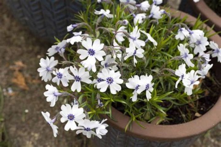 Will phlox survive winter