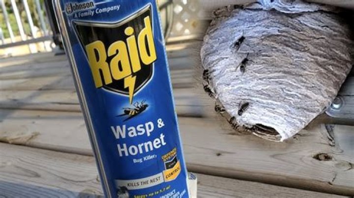 Will raid kill wasps