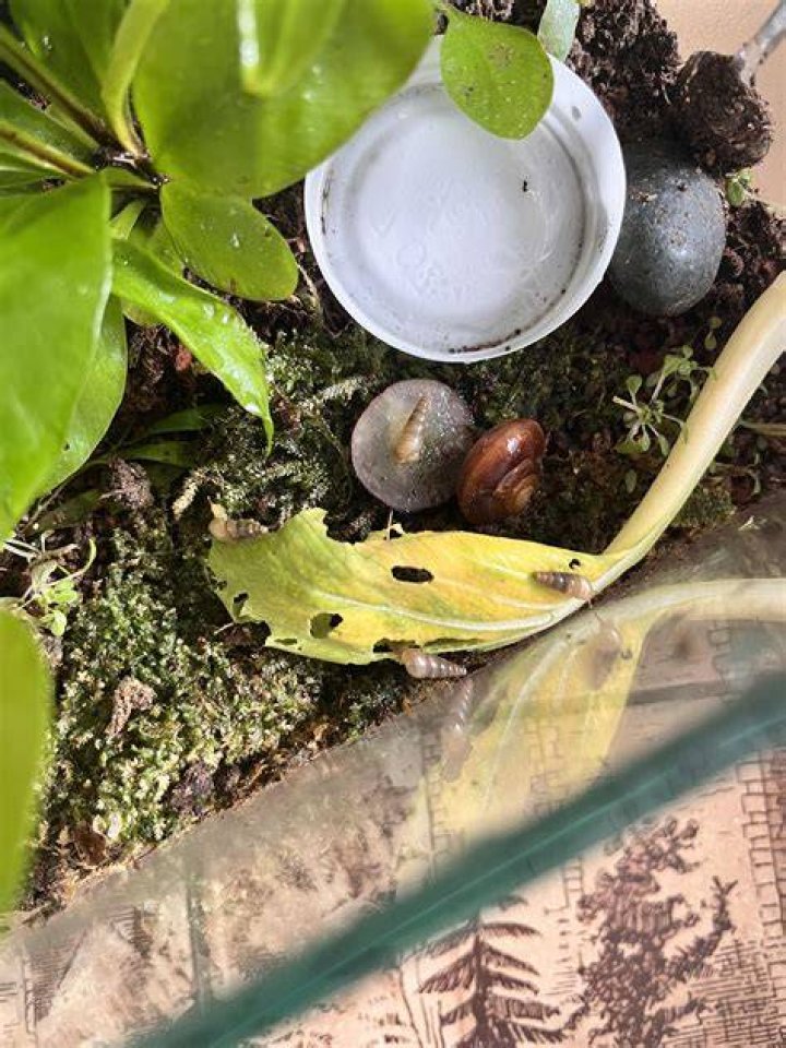 Will snails kill my plants