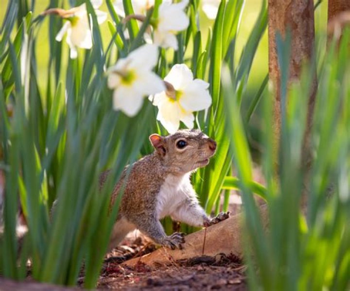 Will squirrels eat flower bulbs