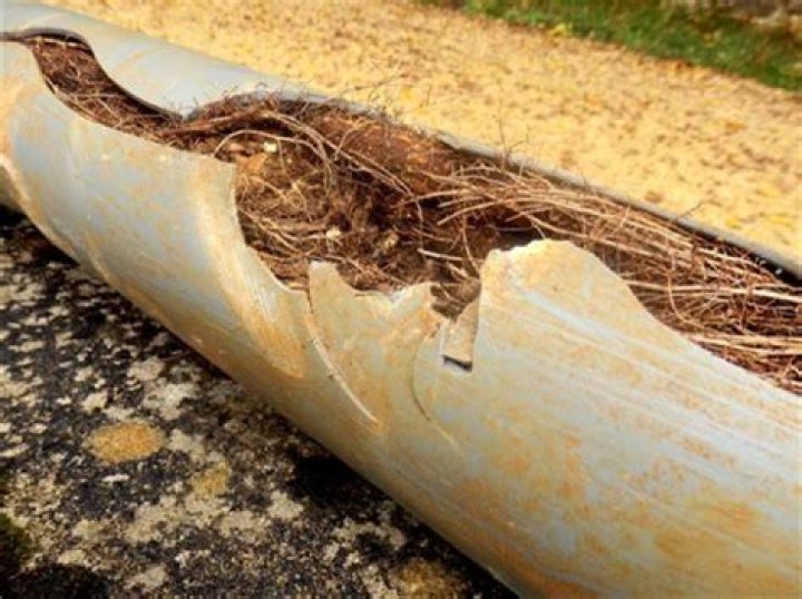 Will tree roots damage water pipes