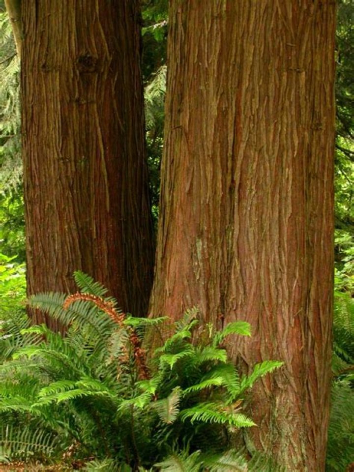 Will Western red cedar rot