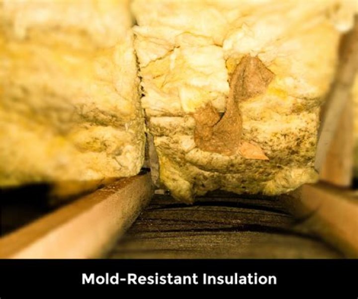 Will wet insulation mold